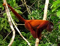 Howler monkey