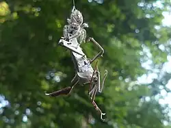 Female eating a giant leaf-footed bug