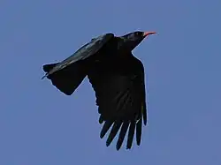 Nominate subspecies P. p. pyrrhocorax in flight in Cornwall, UK