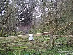 Quarry Wood