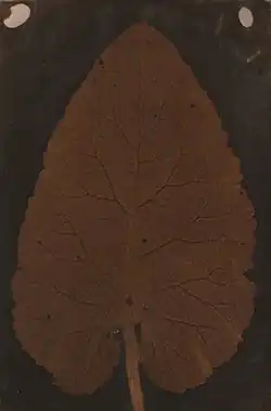 Sarah Anne Bright's Quillan Leaf (1839)