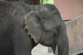 A female Indian elephant at Dalma Wildlife Sanctuary in Jharkhand