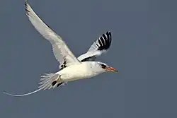 A red-billed tropicbird, subspecies indicus, can be seen flying. It has a less extensive mask and a more orangey bill than the nominate.