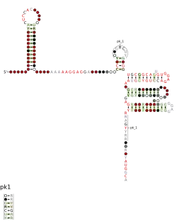 malK-I Secondary structure taken from the Rfam database. Family RF03069