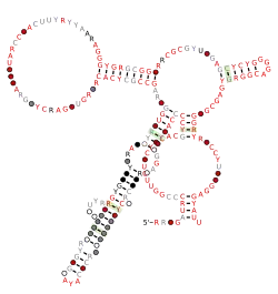 lysM-Actino Secondary structure taken from the Rfam database. Family RF03090