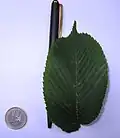 var. nikkoensis leaf and scale
