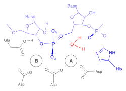 RNase H reaction mechanism