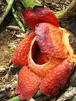 Rafflesia tuan-mudae