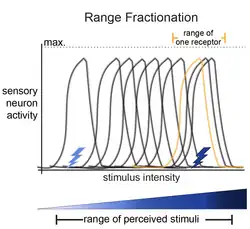 A graph (title: Range Fractionation; x-axis: Stimulus Intensity (low-to-high), y-axis: sensory neuron activity (low-to-high)). 10 bell curves along the graph tile the area, showing different neurons respond to different stimulus intensities.