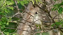 C. c. campestris in the Kruger National Park. The black gape is evident while singing.