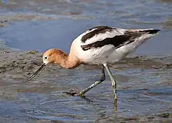 Breeding plumage
