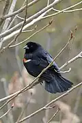 Red-winged blackbird in spring in Oakville, Ontario