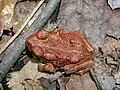Young American toad
