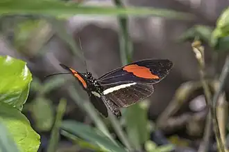 H. e. petiverana in flight, Guatemala