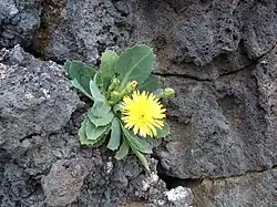 Reichardia famarae [fr]