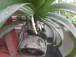 Buds of Rhynchostylis retusa