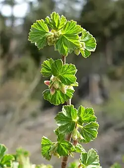 April growth in the Spring Mountains, Nevada