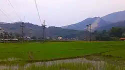 Rice fields in Muong Cha