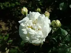 'Perle des Neiges', (1902)