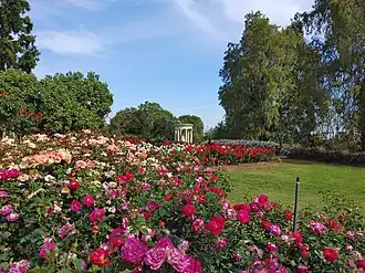 Rose Garden in bloom, April 2022