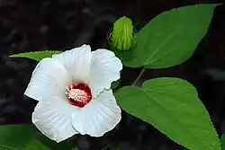 Rose mallow (Hibiscus sp.) Hardin County