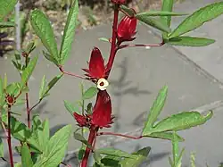 Wave Hill, 2014, showing leaf, flower, bud and dark red calyces