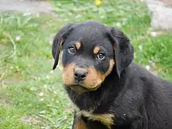 A 2 month old Rottweiler puppy