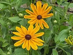 Rudbeckia hirta 'Indian Summer'