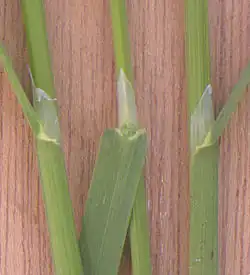 Pointed ligules 4–10 mm (0.2–0.4 in.) long