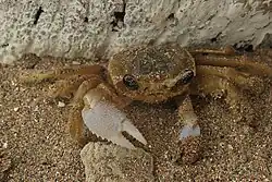 Crab in São Miguel dos Milagres
