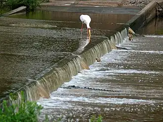 Yellow-billed stork and crocodiles patrolling the flooded causeway