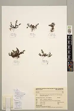 Image of Myosotis hikuwai hololtype