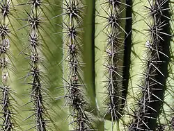 Needles, Paradise Valley, Arizona