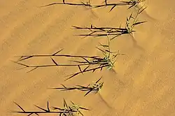 sparse grass plants growing in loose sand