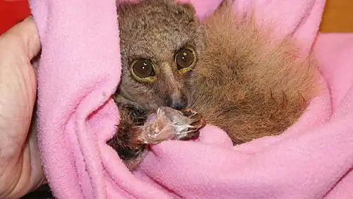 A bush baby with a snare-mutilated arm