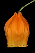 Side view of single flower.