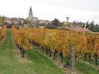 A view from the Cahors vineyard