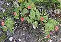 Scarlet pimpernel (Lysimachia arvensis, syn. Anagallis arvensis)
