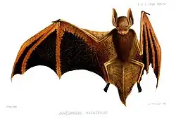 Drawing of brown bat