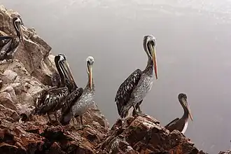 Pelicans, Ballestas Islands
