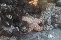 Sea Star Going to Higher Tidal zone to eat
