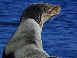 A sea lion in Malibu, California
