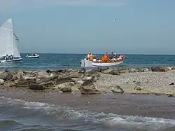 seals on sea-washed sand