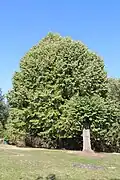 Klanica - Old lime tree in the school yard