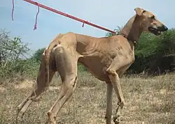 Semi_Dropping_Ear_Kanni