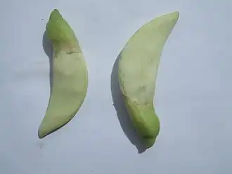 Detached flower buds