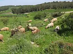 Grazing sheep near the Moshav