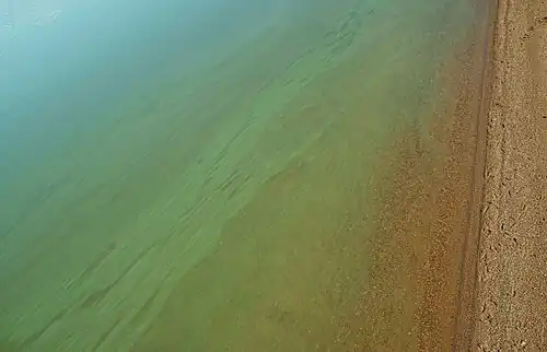 Cyanobacteria in Lake Köyliö.