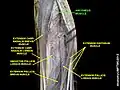Anconeus muscle