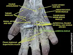 Lumbricals muscle